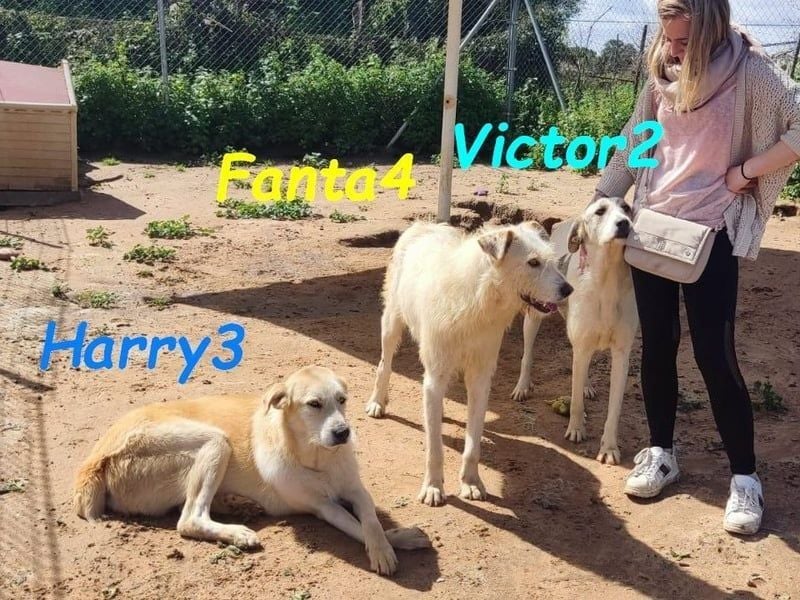 Harry3 07/2022 (ESP) - angenehmer und menschenbezogener Rüde!