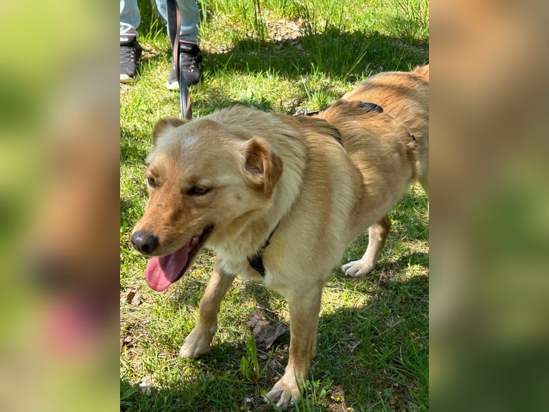 Verspielter ZACK ist auf Pflegestelle in Kammlach