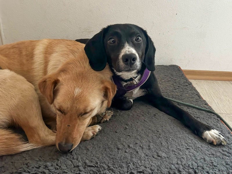 Traumhund ZACK möchte dein Herz erobern - Pflegestelle Kammlach
