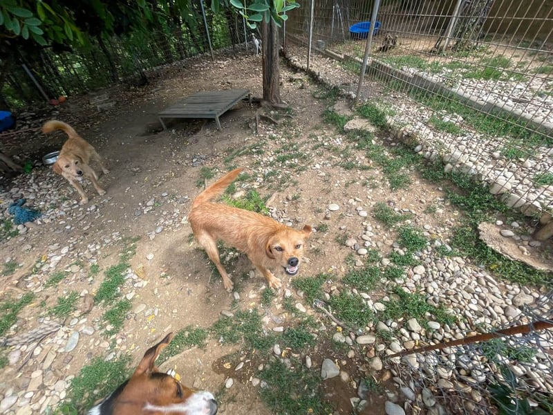 Perfekter Familienhund OLIVER sucht seine Menschen