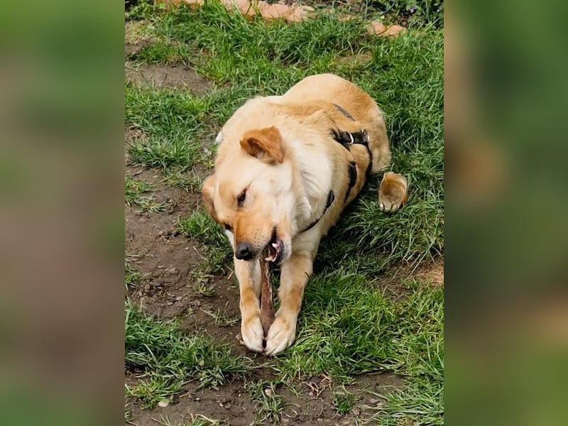 Traumhund ZACK möchte dein Herz erobern - Pflegestelle Kammlach