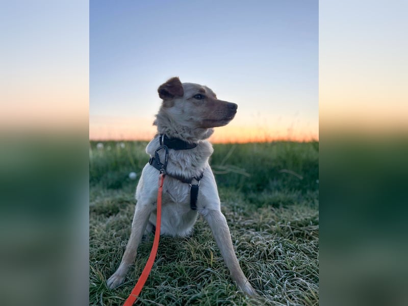 Fröhlicher Sonnenschein ZACK liebt auf der Pflegestelle Kammlach alle