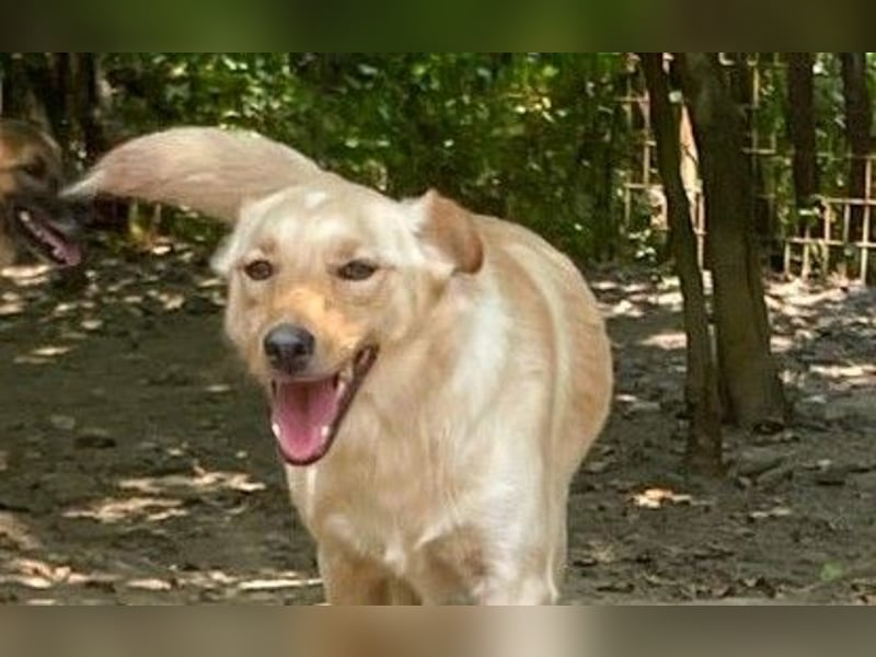 Verspielter ZACK ist auf Pflegestelle in Kammlach