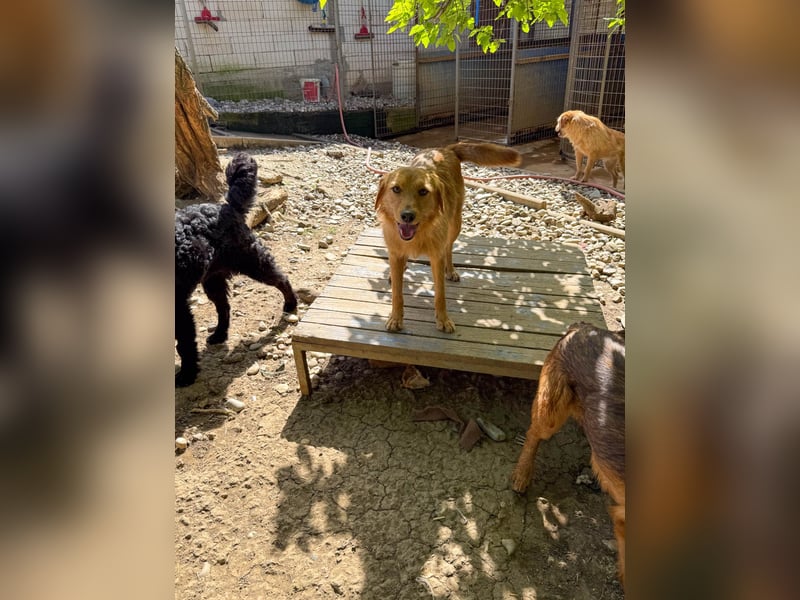 Charmanter Traumbub OLIVER sucht sein Für-Immer-Zuhause