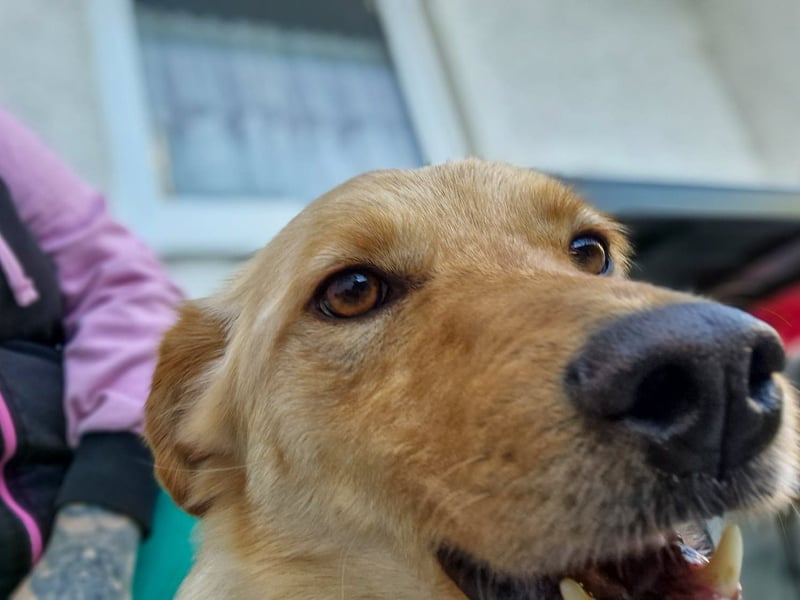 Verspielter ZACK ist auf Pflegestelle in Kammlach
