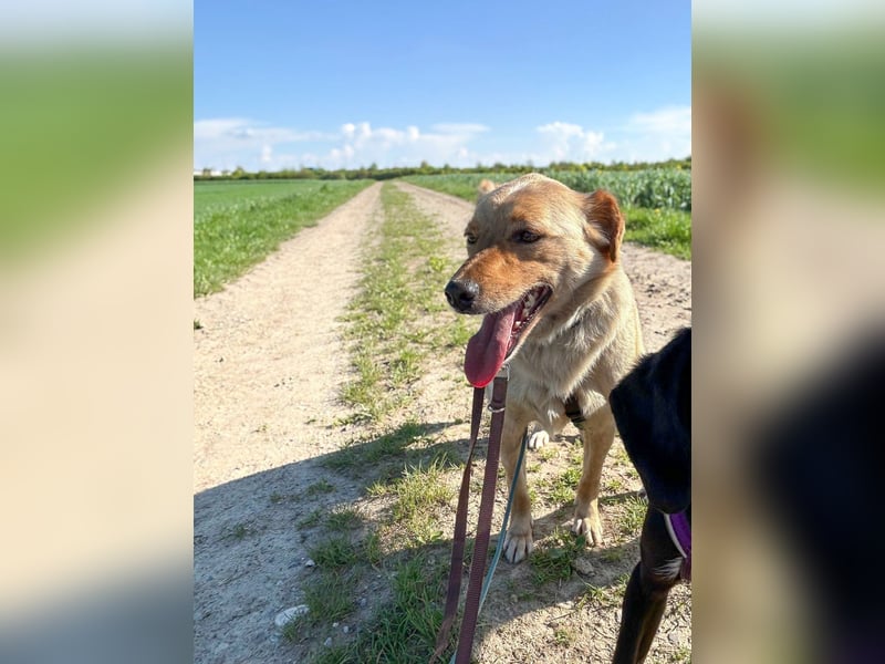 Verspielter ZACK ist auf Pflegestelle in Kammlach