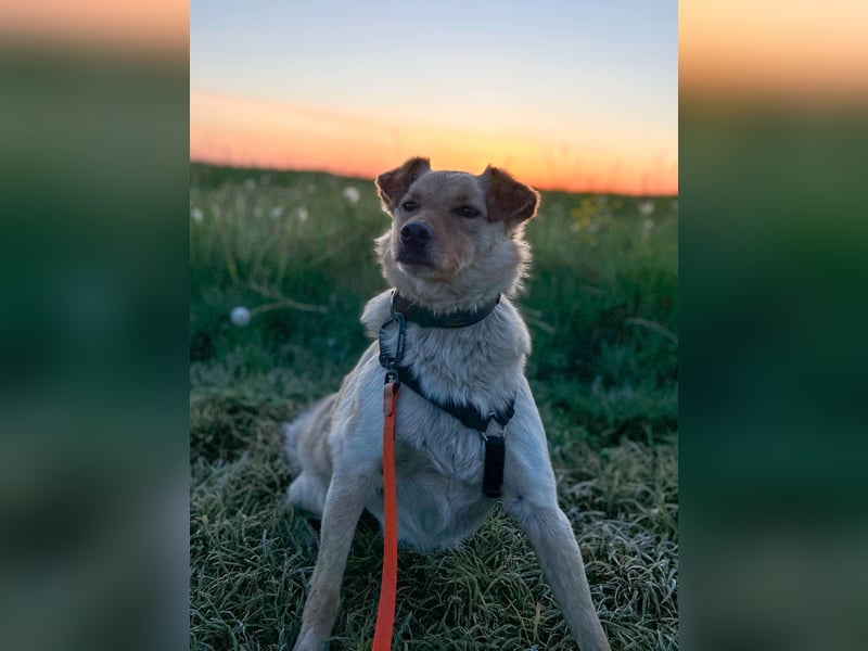 Fröhlicher Sonnenschein ZACK liebt auf der Pflegestelle Kammlach alle