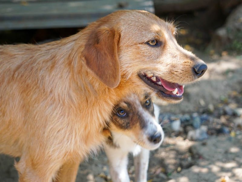 Perfekter Familienhund OLIVER sucht seine Menschen