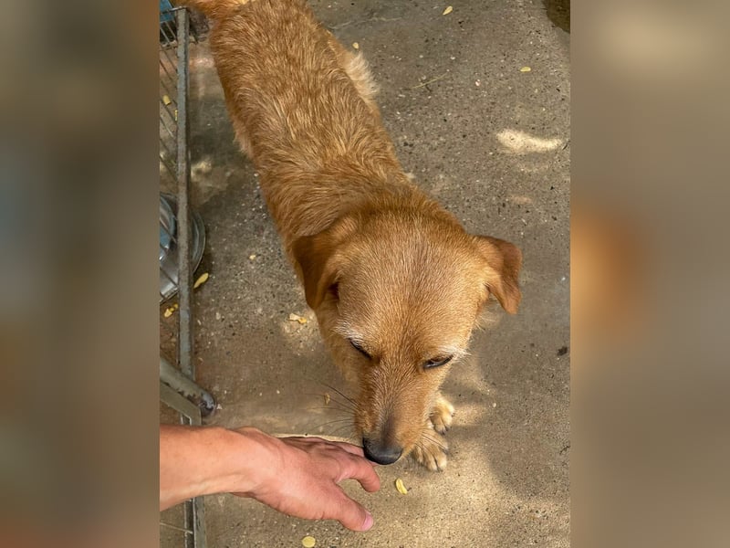 Perfekter Familienhund OLIVER sucht seine Menschen