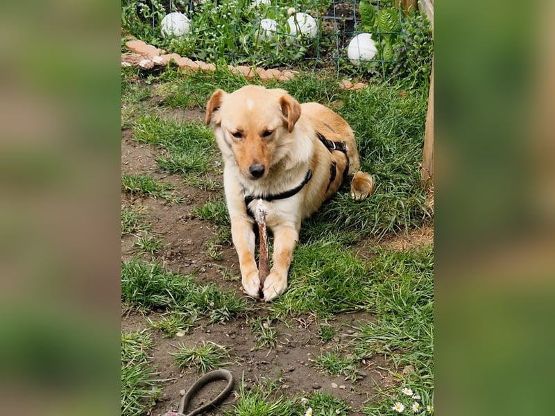 Zauberhafter ZACK - Herzenshund, Knutschkugel und Zuckerbub - Pflegestelle 87754 Kammlach