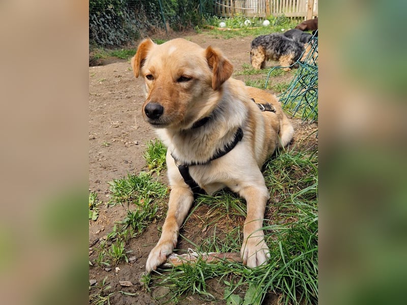 Traumhund ZACK möchte dein Herz erobern - Pflegestelle Kammlach