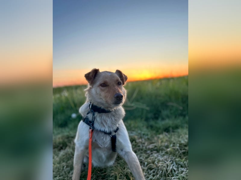 Fröhlicher Sonnenschein ZACK liebt auf der Pflegestelle Kammlach alle