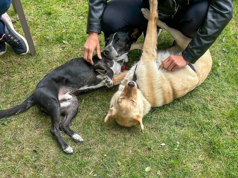 Fröhlicher Sonnenschein ZACK liebt auf der Pflegestelle Kammlach alle