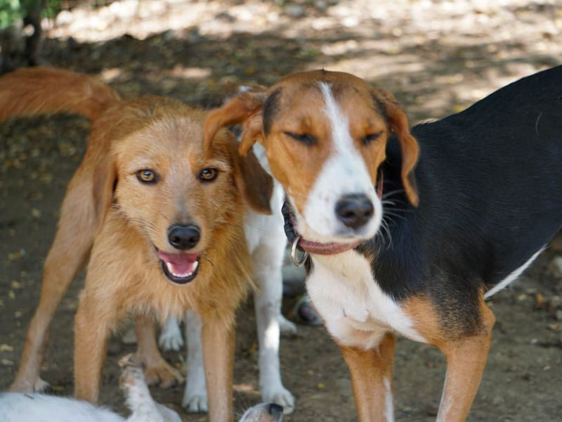Perfekter Familienhund OLIVER sucht seine Menschen