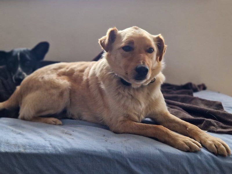 Fröhlicher Sonnenschein ZACK liebt auf der Pflegestelle Kammlach alle