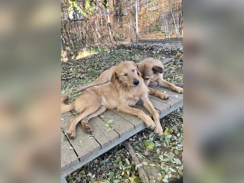 Charmanter Traumbub OLIVER sucht sein Für-Immer-Zuhause