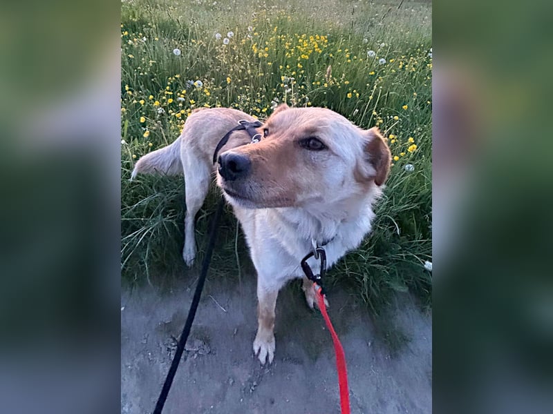 Fröhlicher Sonnenschein ZACK liebt auf der Pflegestelle Kammlach alle