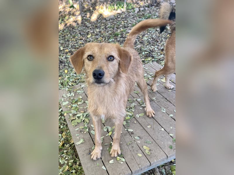 Charmanter Traumbub OLIVER sucht sein Für-Immer-Zuhause
