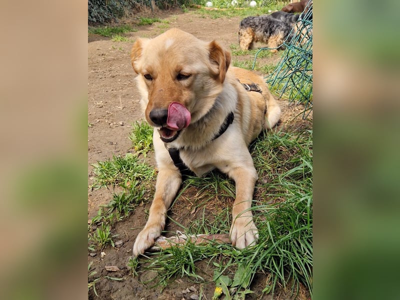 Zauberhafter ZACK - Herzenshund, Knutschkugel und Zuckerbub - Pflegestelle 87754 Kammlach