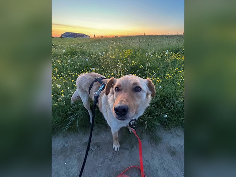 Traumhund ZACK möchte dein Herz erobern - Pflegestelle Kammlach