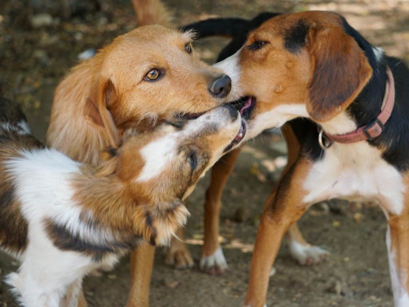 Perfekter Familienhund OLIVER sucht seine Menschen