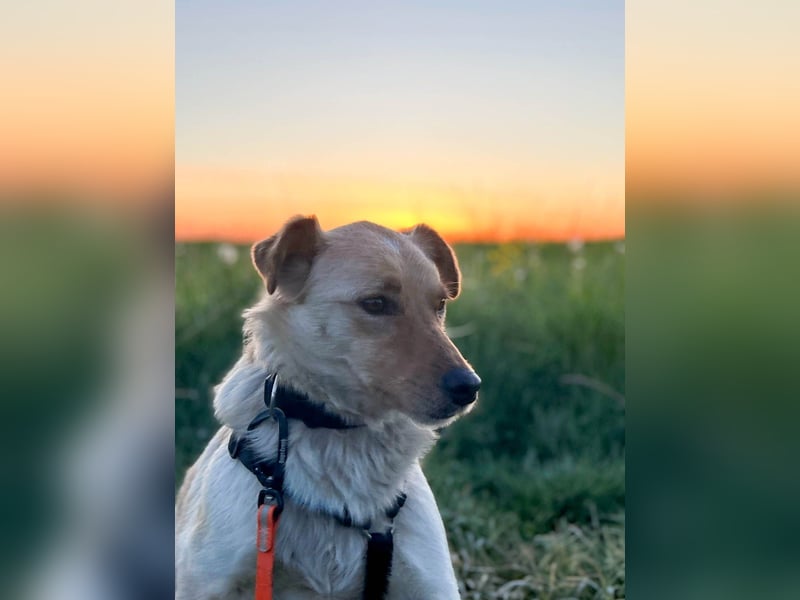 Fröhlicher Sonnenschein ZACK liebt auf der Pflegestelle Kammlach alle