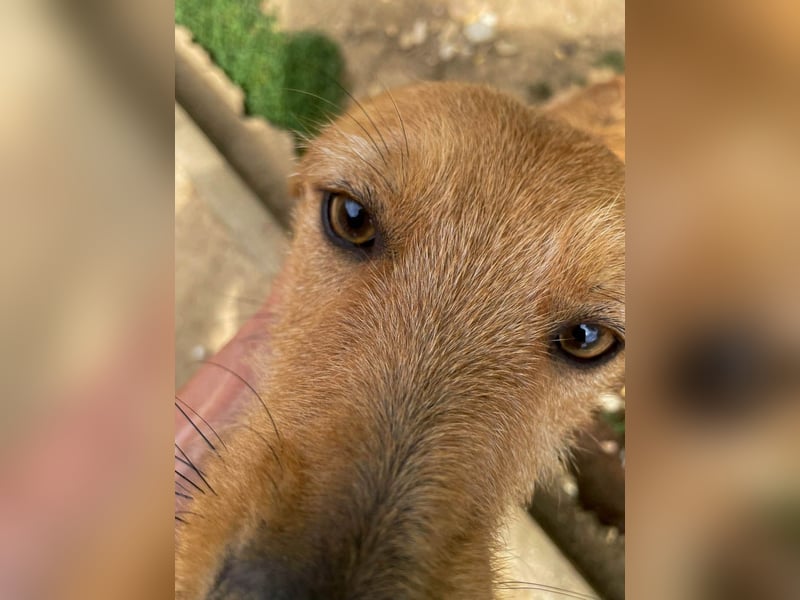 Perfekter Familienhund OLIVER sucht seine Menschen