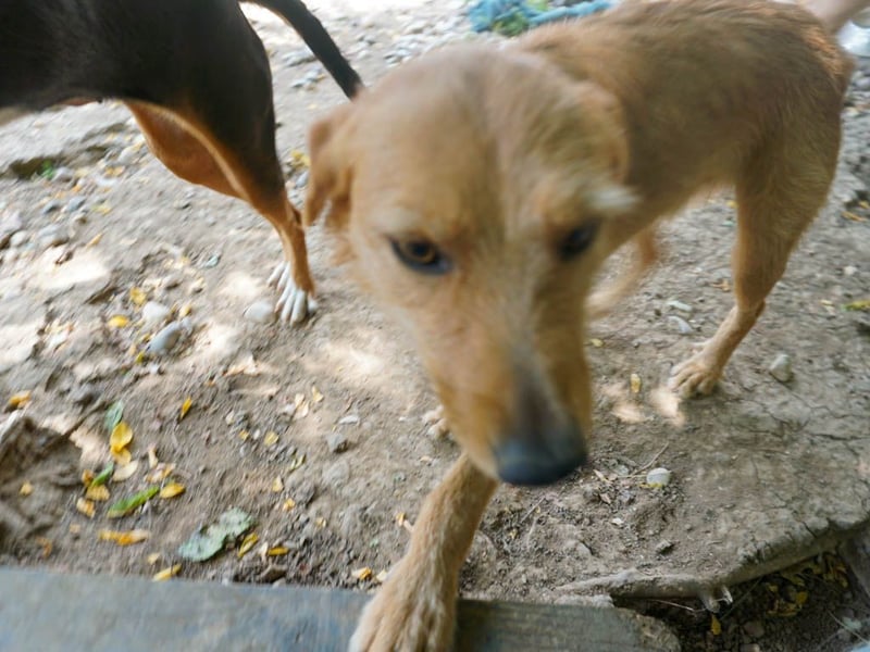 Perfekter Familienhund OLIVER sucht seine Menschen