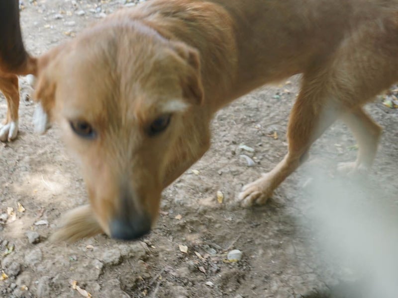 Perfekter Familienhund OLIVER sucht seine Menschen