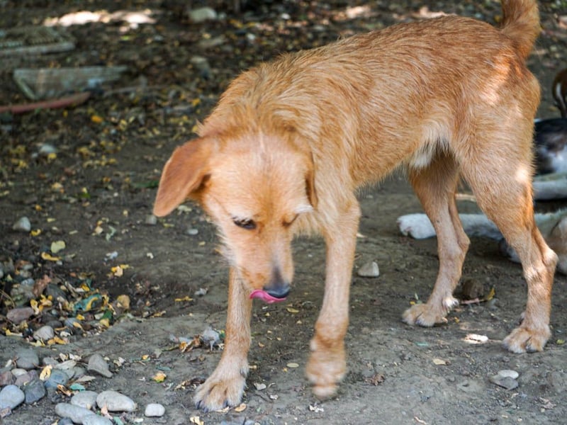 Perfekter Familienhund OLIVER sucht seine Menschen