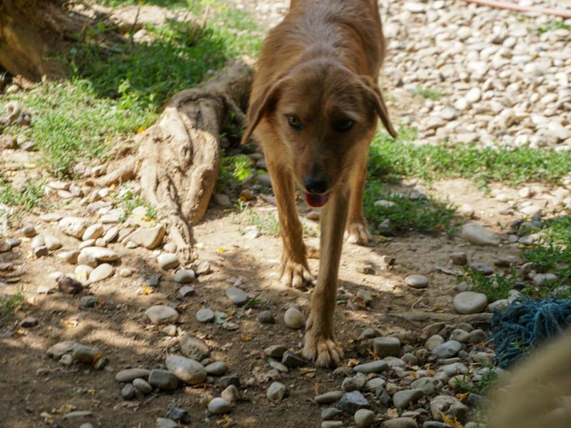 Perfekter Familienhund OLIVER sucht seine Menschen