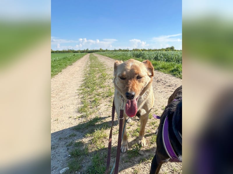 Verspielter ZACK ist auf Pflegestelle in Kammlach