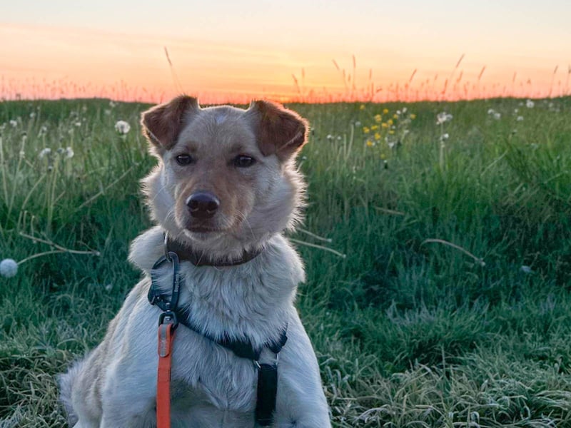 Fröhlicher Sonnenschein ZACK liebt auf der Pflegestelle Kammlach alle