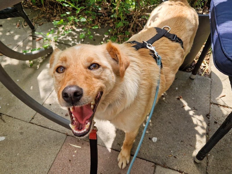Traumhund ZACK möchte dein Herz erobern - Pflegestelle Kammlach