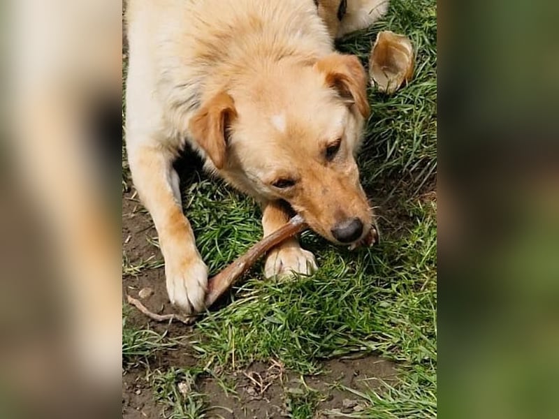 Traumhund ZACK möchte dein Herz erobern - Pflegestelle Kammlach
