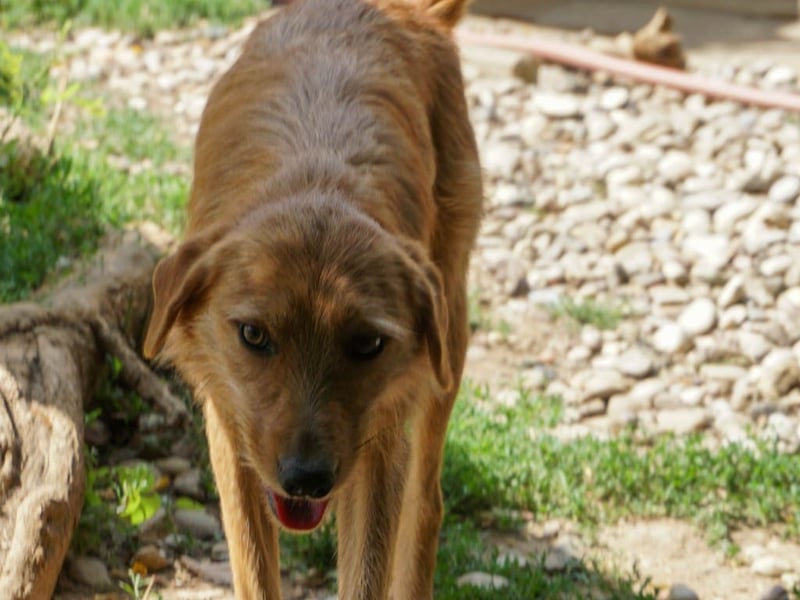 Perfekter Familienhund OLIVER sucht seine Menschen