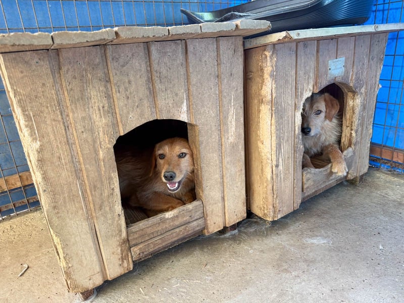 Charmanter Traumbub OLIVER sucht sein Für-Immer-Zuhause