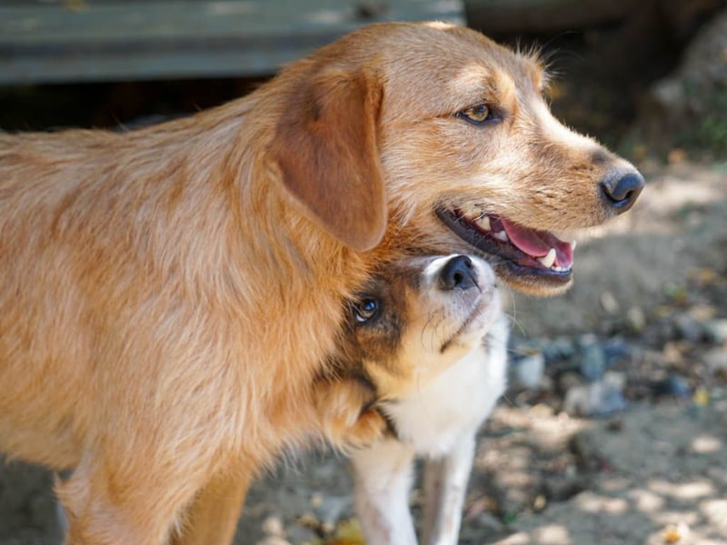 Perfekter Familienhund OLIVER sucht seine Menschen