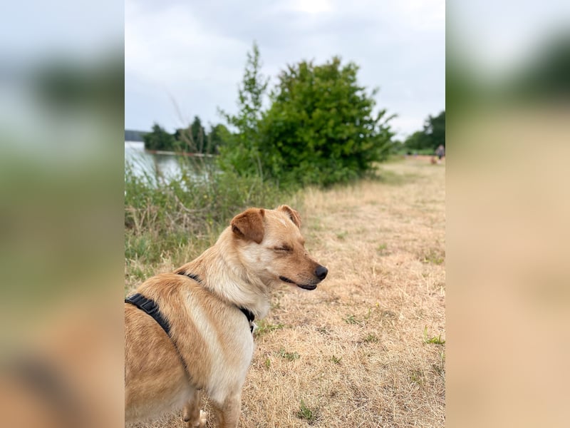 Supersozialer ZACK freut sich auf Pflegestelle Kammlach dich kennenzulernen