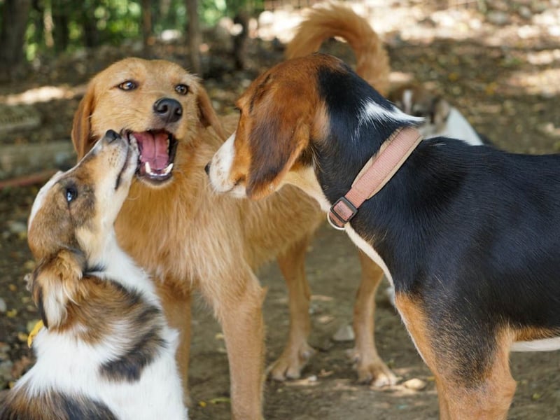 Perfekter Familienhund OLIVER sucht seine Menschen