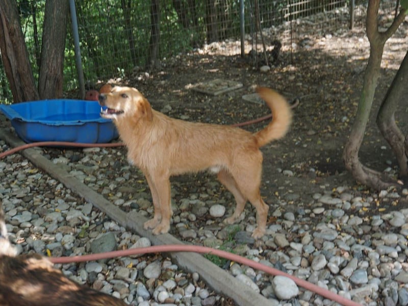 Perfekter Familienhund OLIVER sucht seine Menschen