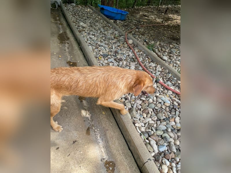 Perfekter Familienhund OLIVER sucht seine Menschen