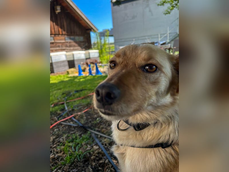 Fröhlicher Sonnenschein ZACK liebt auf der Pflegestelle Kammlach alle