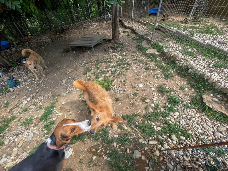 Perfekter Familienhund OLIVER sucht seine Menschen