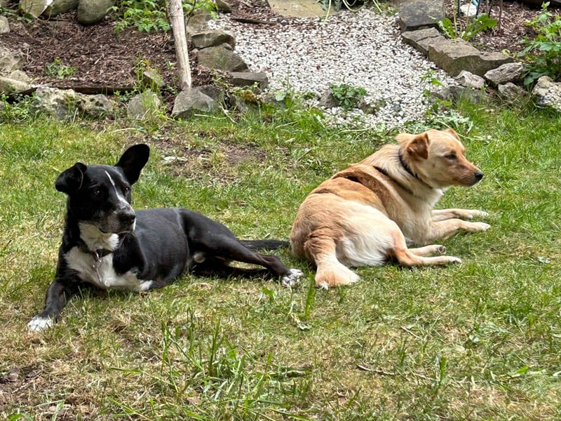Traumhund ZACK möchte dein Herz erobern - Pflegestelle Kammlach