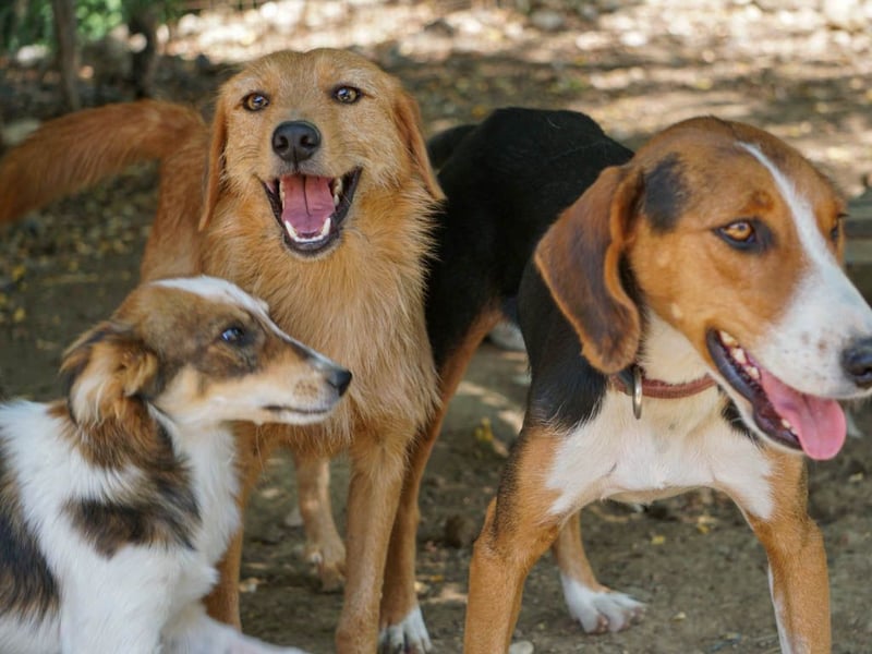 Perfekter Familienhund OLIVER sucht seine Menschen