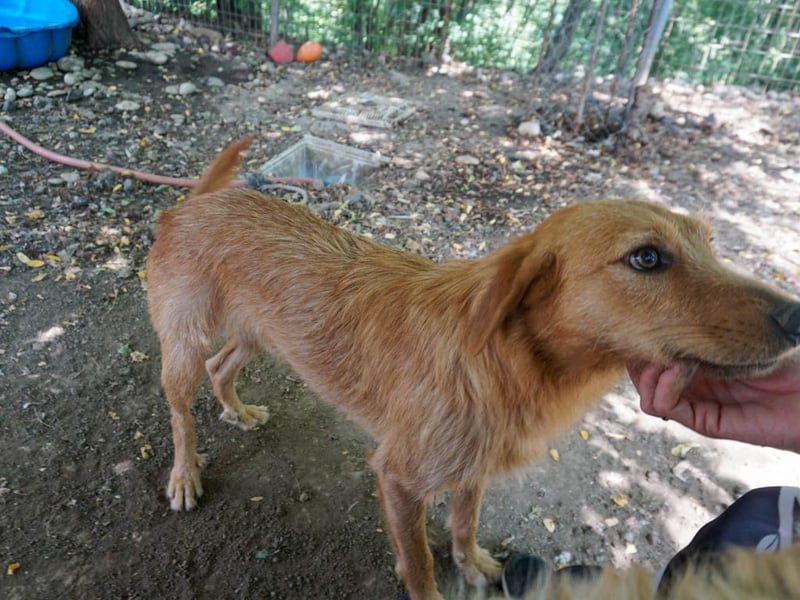 Perfekter Familienhund OLIVER sucht seine Menschen