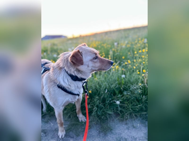 Fröhlicher Sonnenschein ZACK liebt auf der Pflegestelle Kammlach alle