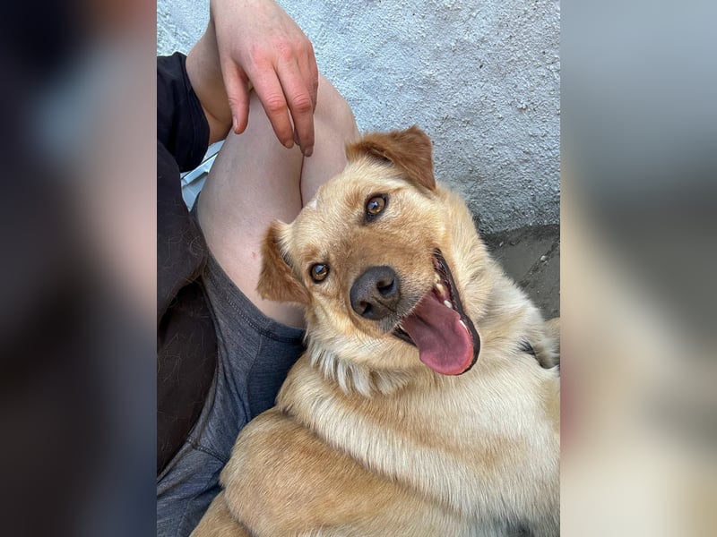 Fröhlicher Sonnenschein ZACK liebt auf der Pflegestelle Kammlach alle