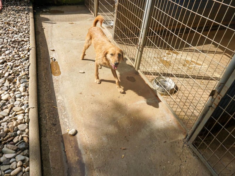 Perfekter Familienhund OLIVER sucht seine Menschen